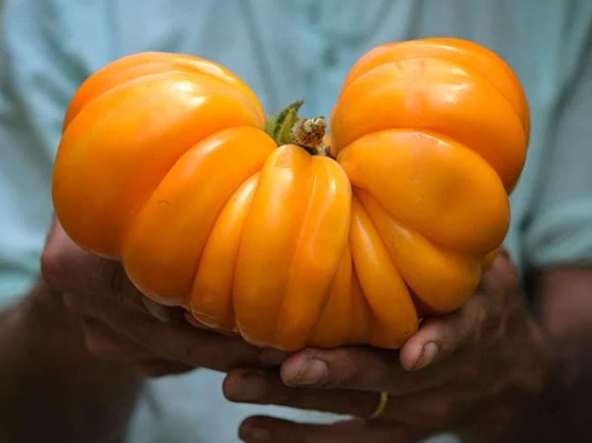 Orange Accordion Tomato Seedling — The Wine Box Gardener